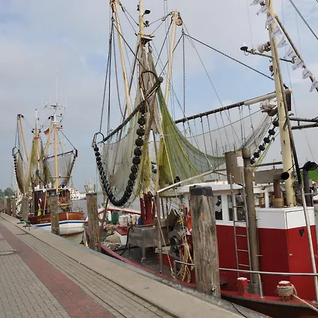 Strandlaeufer Krummhoern