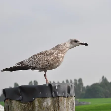 Strandlaeufer Krummhörn